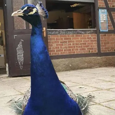 アパート Forsthaus *